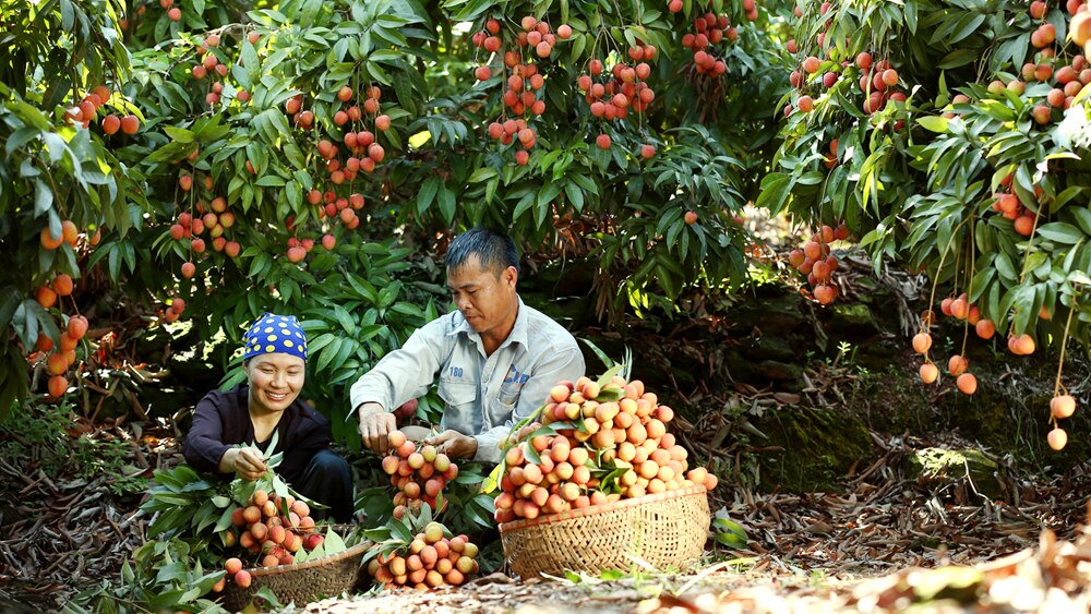 tin tức bắc giang, bắc giang, nông thôn mới nâng cao, quê hương phúc hòa,  sản xuất nông nghiệp, xây dựng đời sống văn hóa, chăn nuôi gia cầm, vải thiều sớm, nhà văn hoá