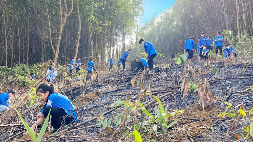 tin tức bắc giang, bắc giang, đất lâm nghiệp,  thanh niên lập nghiệp, rừng cây thanh niên, trồng rừng sản xuất, phát triển kinh tế rừng,  kỹ thuật trồng cây, phủ xanh đất trống, độ che phủ rừng