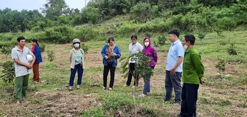 Na Rì: Loại cây đặc sản được chọn tập trung phát triển theo chuỗi liên kết ảnh 1