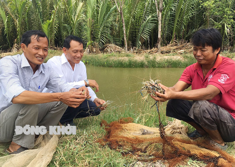 Nuôi tôm càng xanh ở xã An Điền, huyện Thạnh Phú.