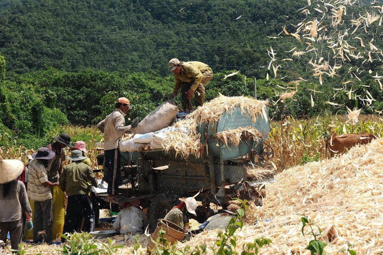 thu-hoach-bap-lai-o-xa-dong-tien-htb-anh-nl-3-1-.jpeg