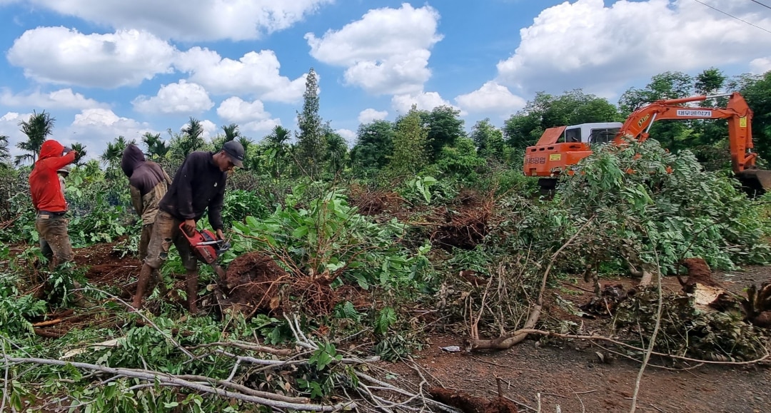 Người dân huyện Krông Pắc dọn dẹp cây cối, bàn giao mặt bằng cho nhà thầu triển khai Dự án.