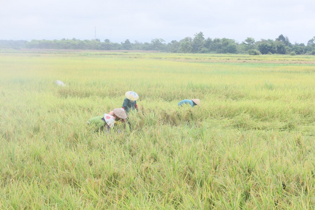 thu hoạch lúa vụ hè thu