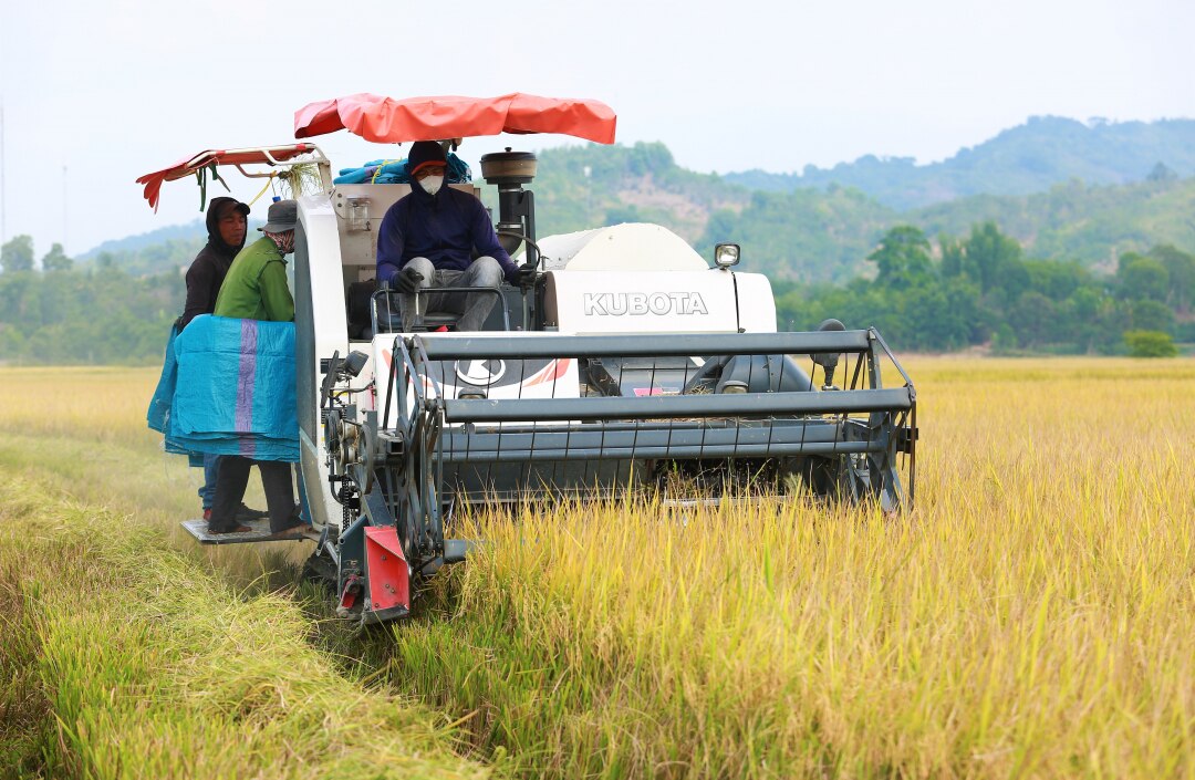 Nông dân thu hoạch lúa tại xã Buôn Tría (huyện Lắk).