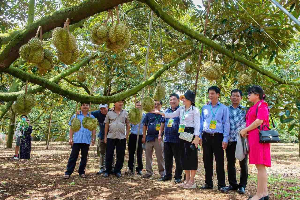 Du khách tham dự lễ hội sầu riêng lần thứ 1. Ảnh: Ngô Minh Phương