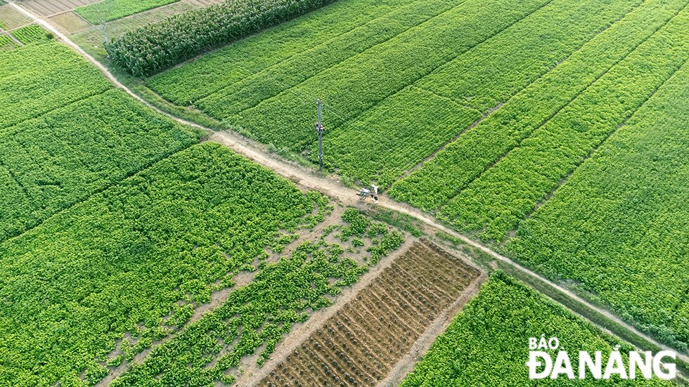 Cầu tre Cẩm Đồng bắc sang sông Vĩnh Điện do người dân thôn Cẩm Đồng, xã Điện Phong, tỉnh Quảng Nam cùng chung tay xây dựng để thuận lợi cho việc sang bãi bồi Gò Đình bên kia sông canh tác nông nghiệp. Vẻ đẹp mộc mạc cùng khung cảnh đồng quê yên bình giúp cầu tre Cẩm Đồng trở thành một điểm đến thú vị cho du khách khi đến với Quảng Nam.