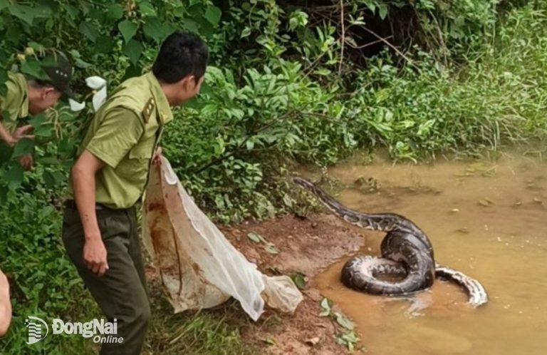 Lực lượng kiểm lâm Khu Bảo tồn thiên nhiên - văn hoá Đồng Nai thả các loài động vật hoang dã về với môi trường tự nhiên