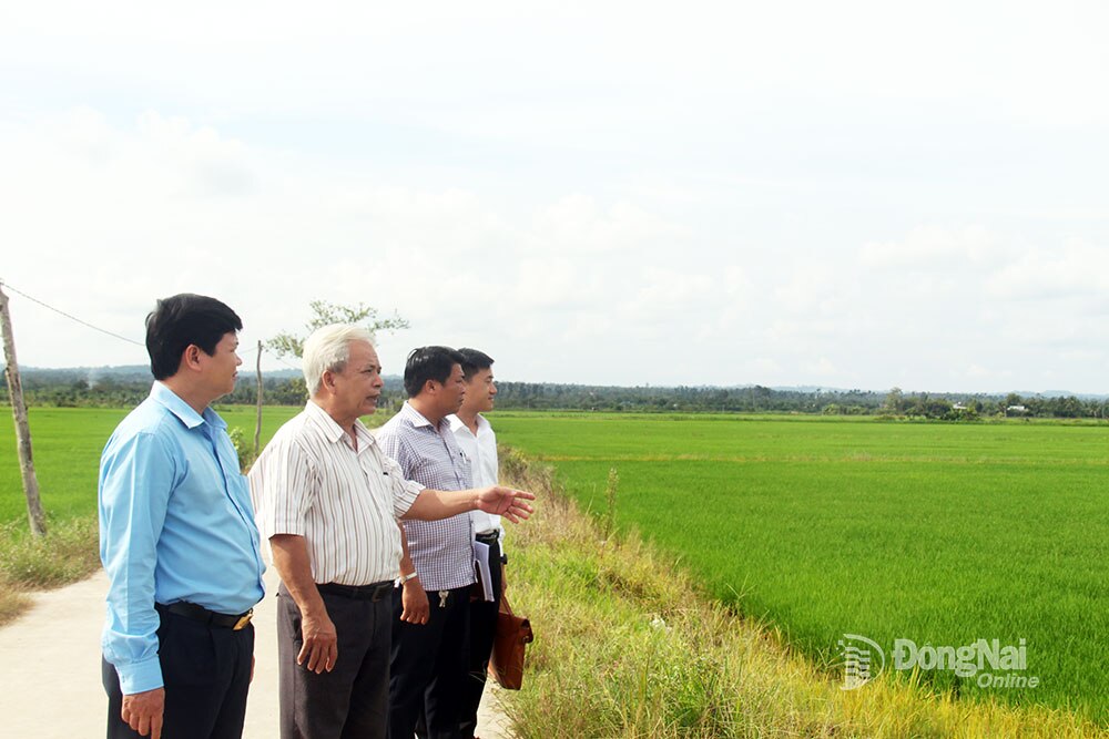 Mô hình chuỗi liên kết sản xuất lúa theo hướng an toàn, ứng dụng khoa học kỹ thuật tại cánh đồng Bàu Kiên (xã Thanh Sơn, huyện Định Quán). Ảnh: Hải Quân