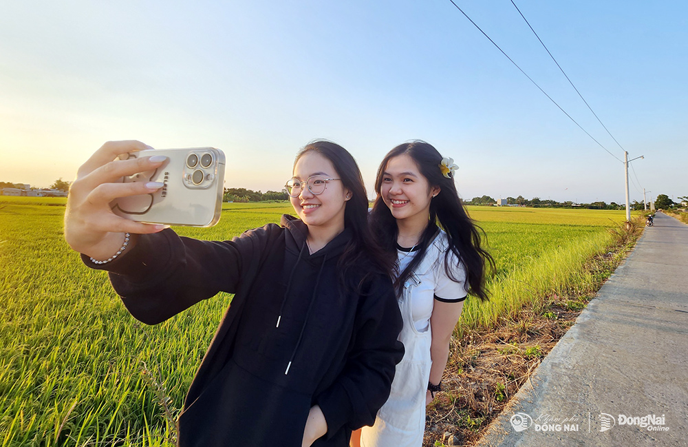 Nhiều bạn trẻ tranh thủ mùa lúa đang chín vàng để lưu lại những tấm hình đậm chất miền quê thanh bình. Ảnh: Hà Lê