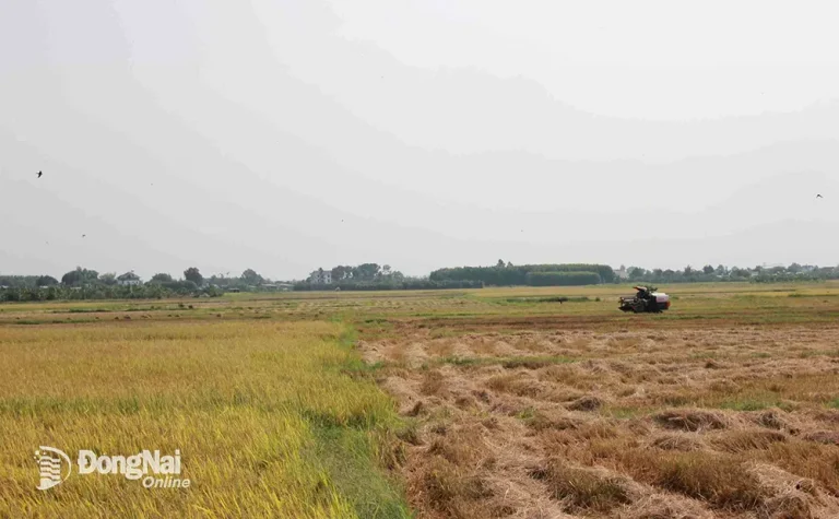 Đồng Nai chuyển đổi hơn 2 ngàn hécta đất lúa không đảm bảo về nước tưới