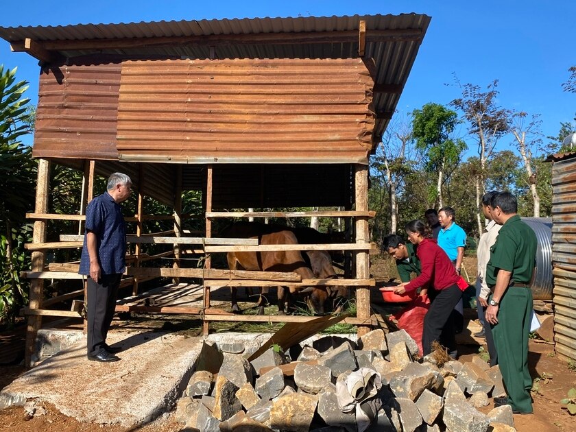 Hội Cựu chiến binh huyện Ia Grai trao 2 cặp bò sinh sản cho hội viên Rơ Châm Thiêm (làng Dun Der, xã Ia Bă). Ảnh: Phương Lộc