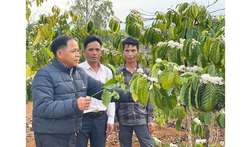 Anh Đinh Blăng (bìa trái) trao đổi về kỹ thuật chăm sóc cây cà phê với người dân trong làng. Ảnh: P.D