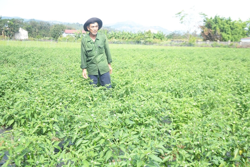 Ông Võ Đình Quán (thôn Thanh Bình, xã Ia Bă) chăm sóc vườn ớt chỉ thiên của gia đình tại thôn Thanh Bình, xã Ia Bă, huyện Ia Grai. Ảnh: Hoàng Cư