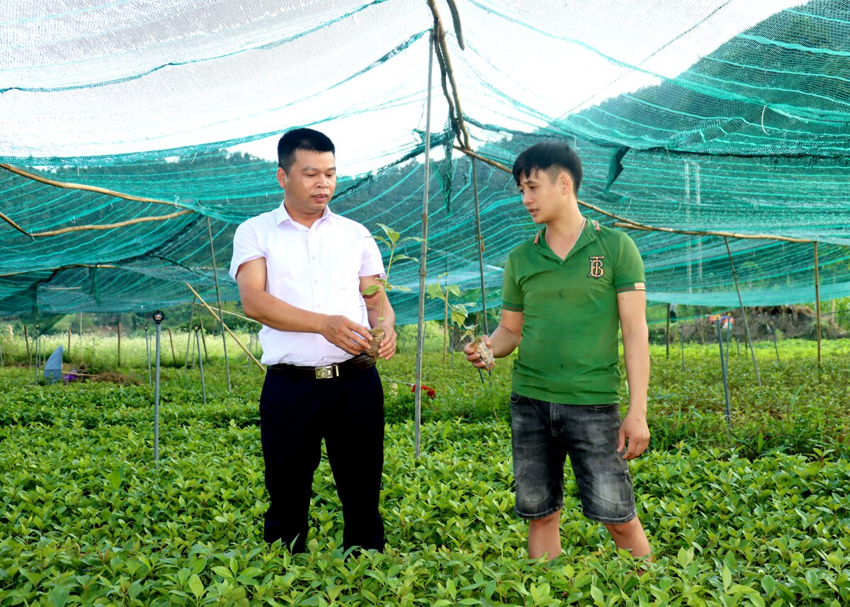 Anh Nguyễn Đình Toàn (phải), thôn Niêm Đồng, xã Niêm Sơn phát triển mô hình ươm cây giống mang lại hiệu quả kinh tế cao.