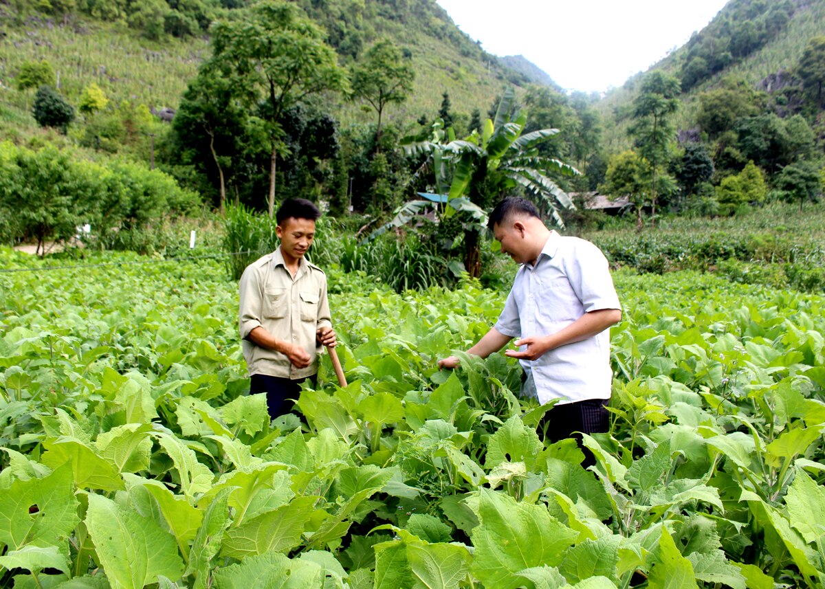 Người dân xã Tả Lủng chuyển đổi đất trồng ngô sang trồng Sâm khoai mang lại hiệu quả cao.
