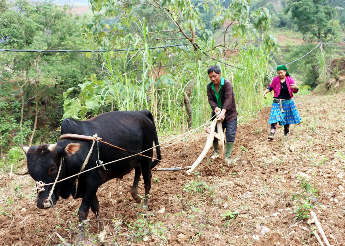 Người dân xã Khâu Vai làm đất, chuẩn bị gieo trồng cây vụ Đông.
