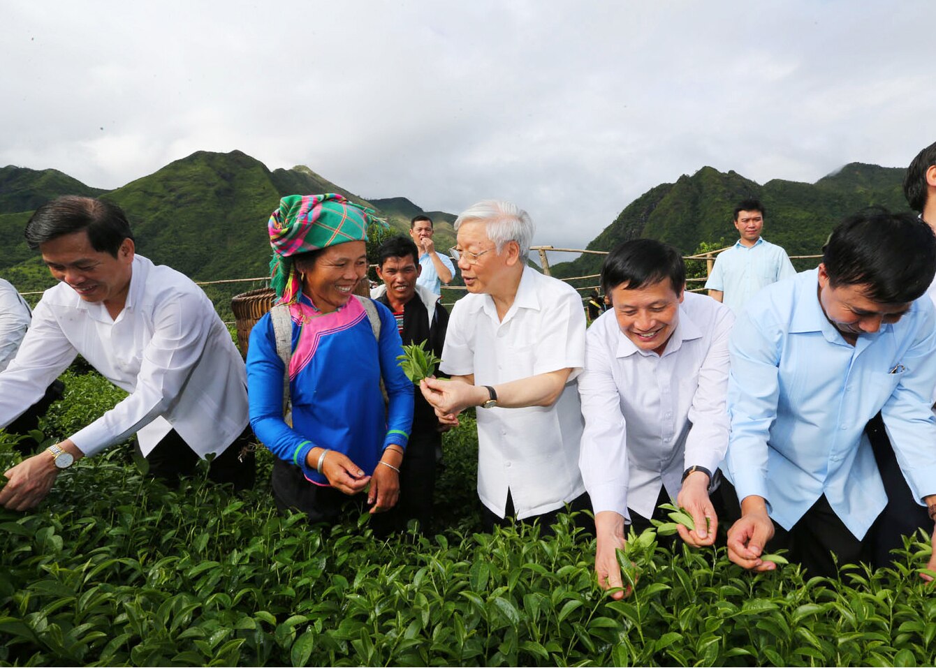 Tổng Bí thư đã khảo sát thực tế mô hình thâm canh sản xuất chè chất lượng cao theo tiêu chuẩn VietGap tại bản Cốc Phát và tham gia hái chè cùng bà con xã Bản Bo