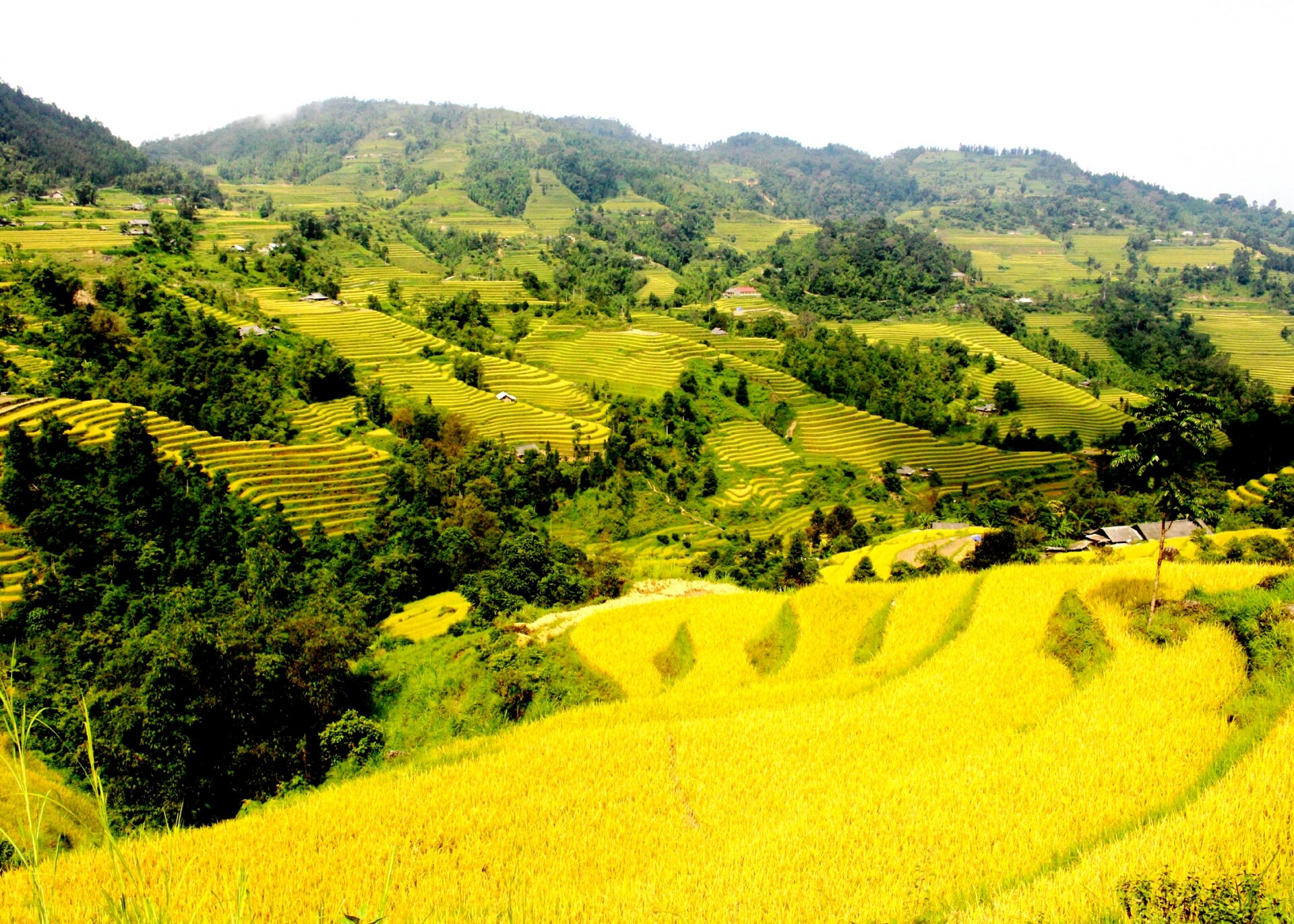 Những thửa ruộng bậc thang đẹp như tranh vẽ của Hoàng Su Phì.
