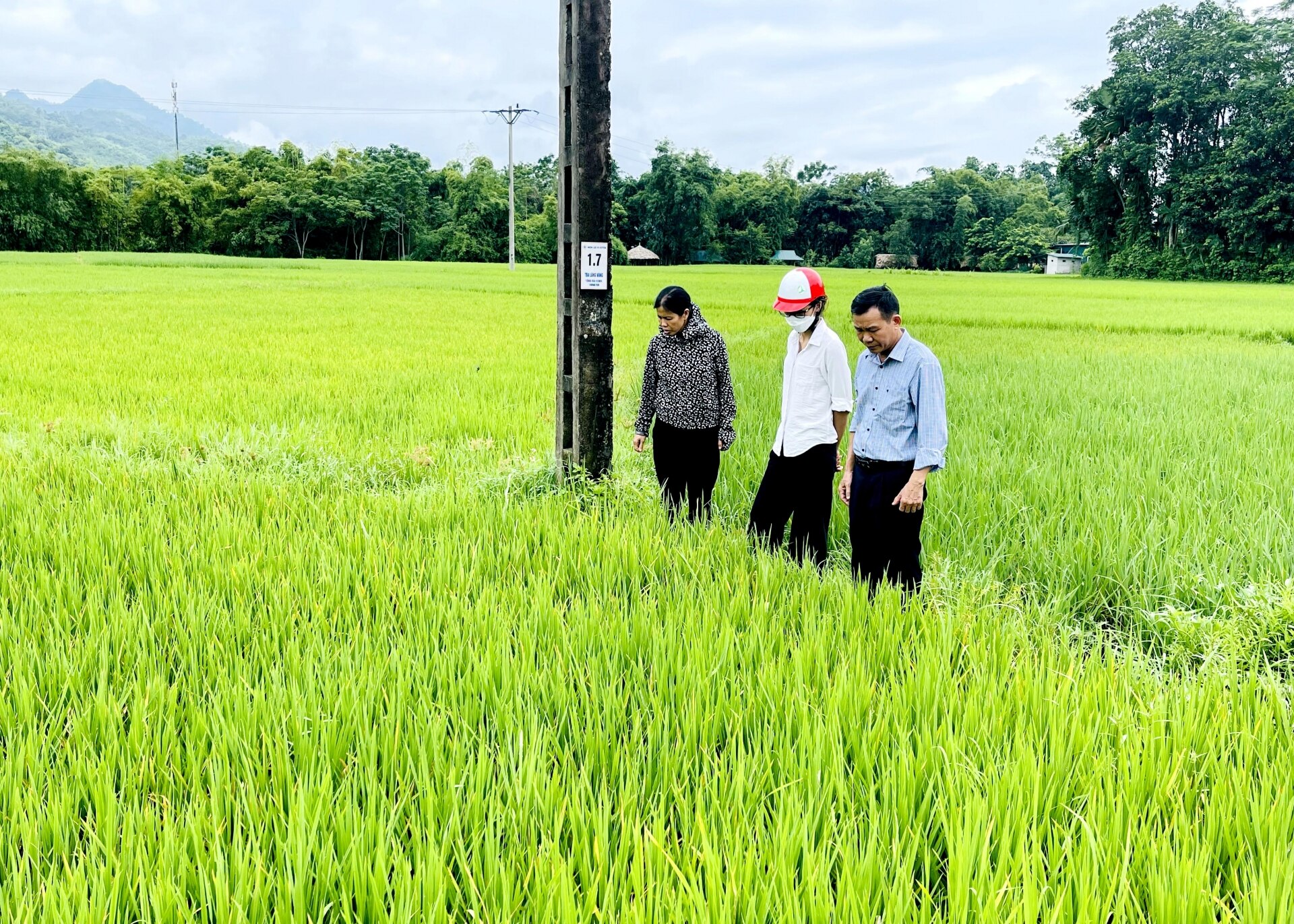 Lãnh đạo huyện Vị Xuyên kiểm tra diện tích lúa bị sâu bệnh tại thị trấn Vị Xuyên.