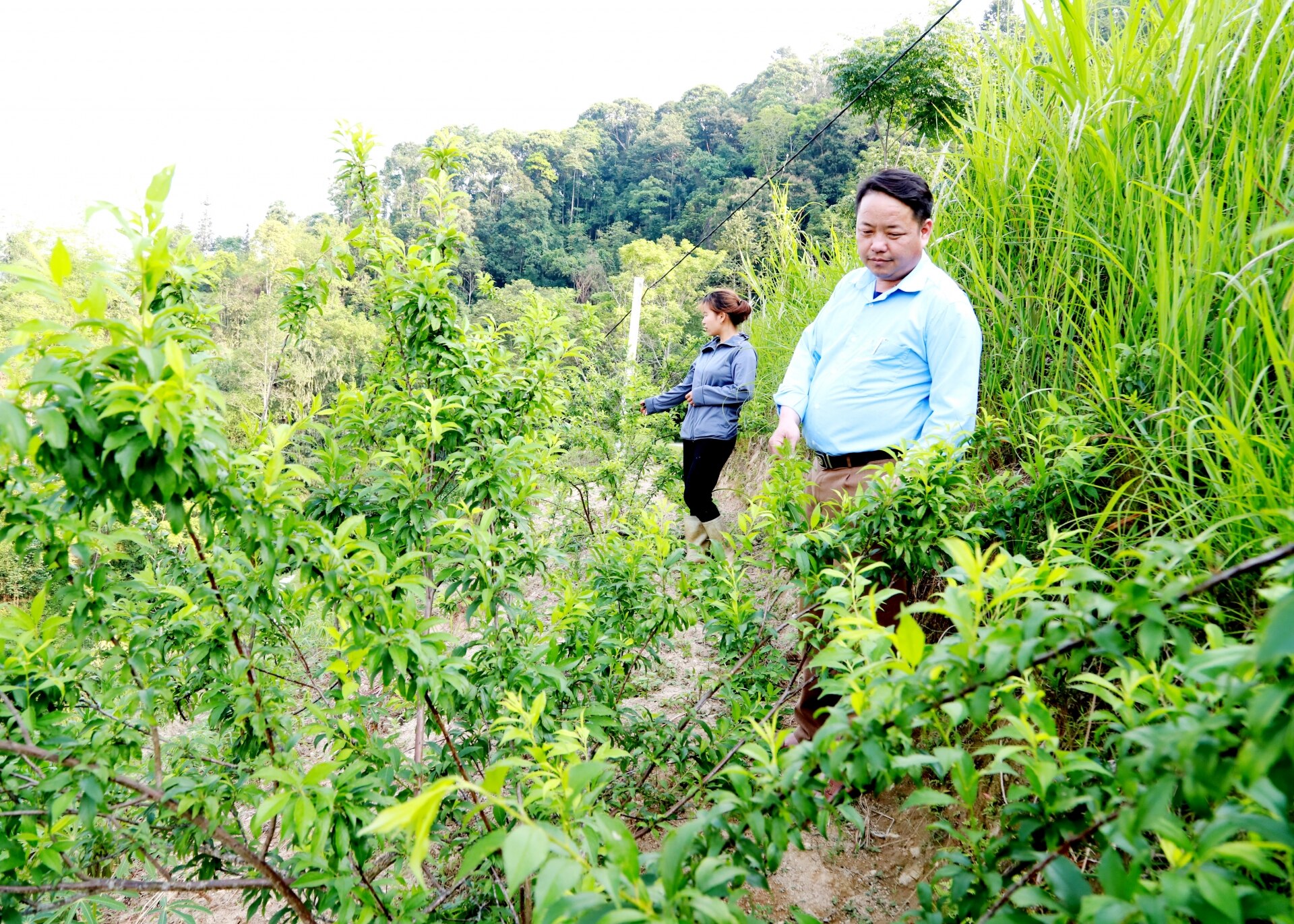 Lãnh đạo xã Nậm Dịch (Hoàng Su Phì) thăm mô hình cải tạo vườn tạp, trồng cây ăn quả của người dân thôn 7 Cháng Lai.
