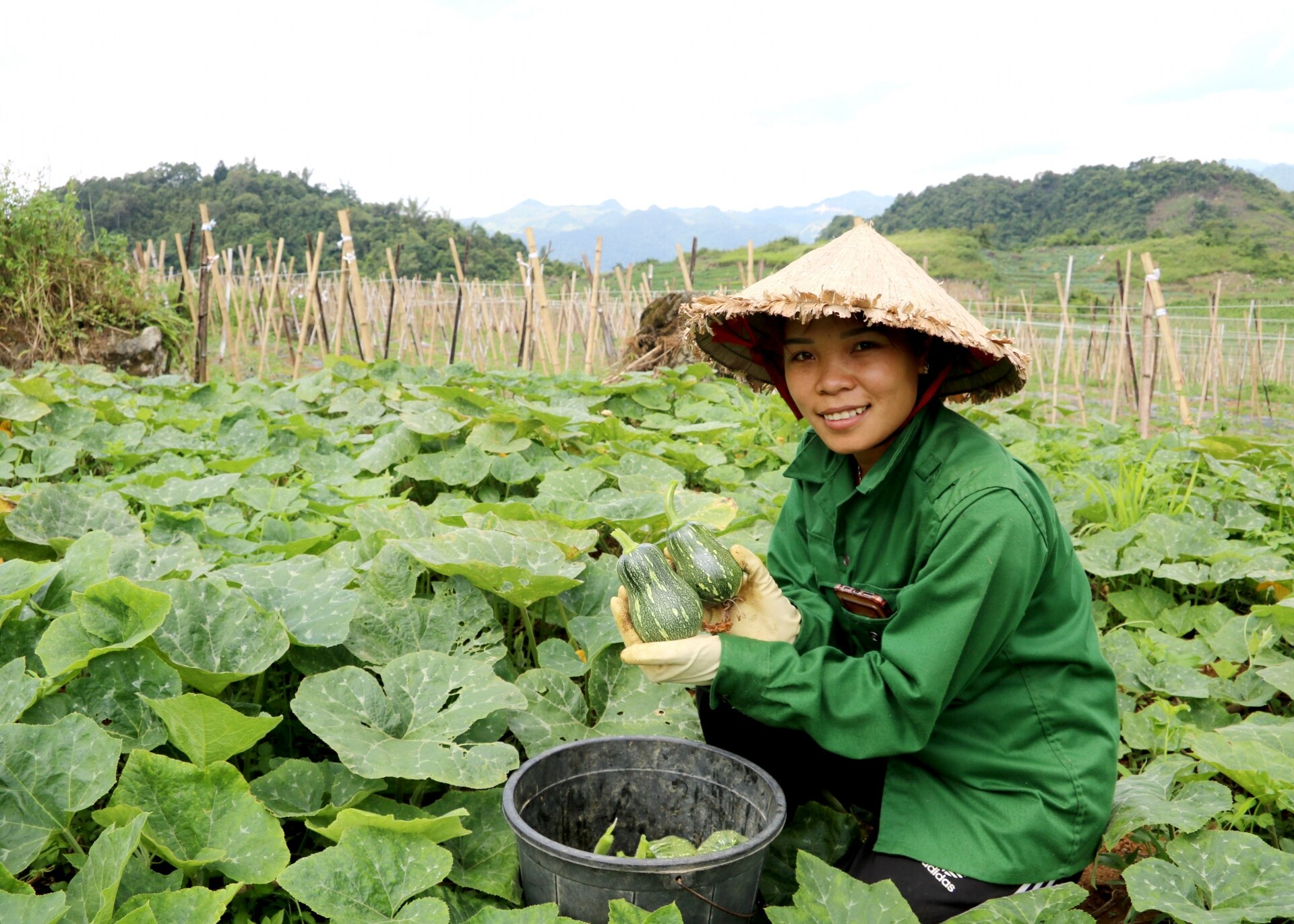 Vườn Bí xanh của gia đình chị Cao Hồng Thủy, thôn Đông Tinh, xã Quyết Tiến (Quản Bạ).