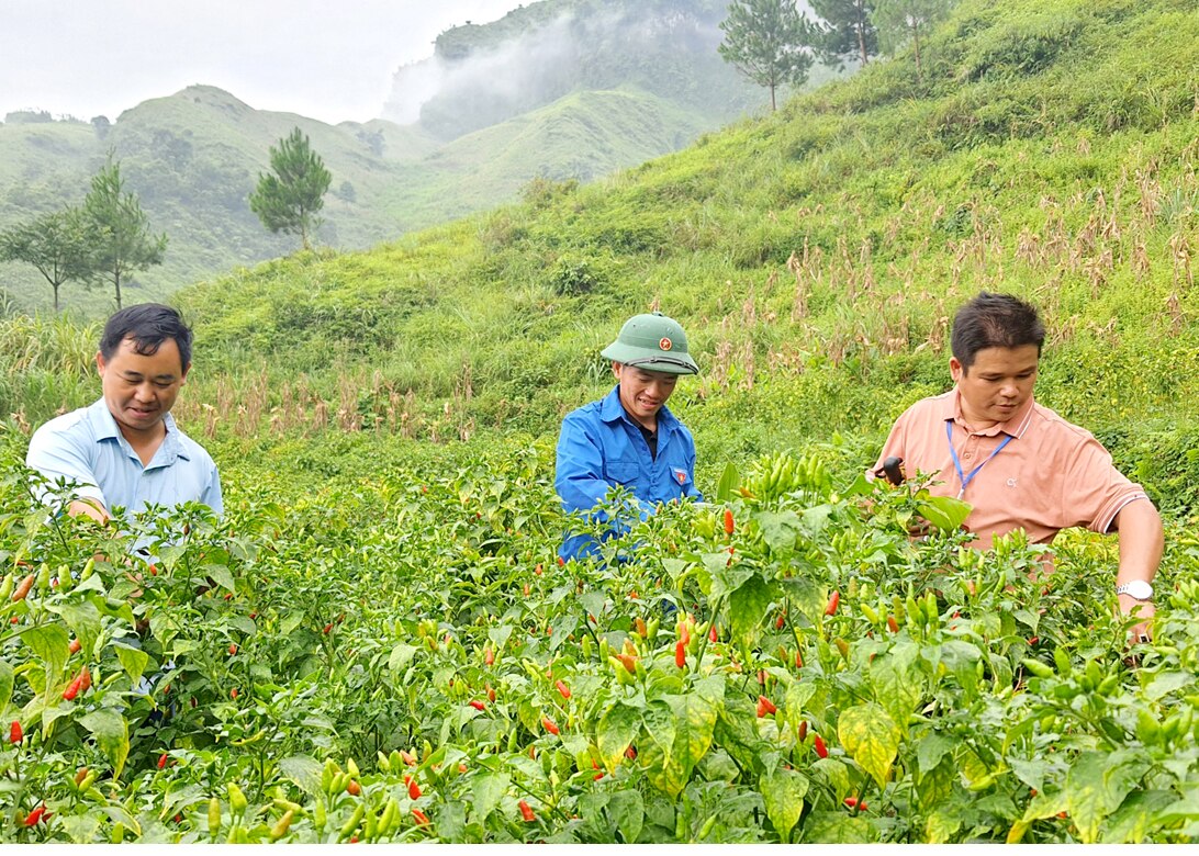 Mô hình chuyển đổi đất trồng ngô sang trồng ớt của Thò Mí Già (giữa) đã khẳng định hiệu quả kinh tế.