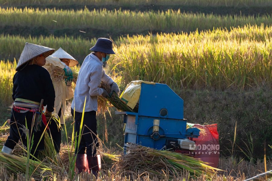 Anh Giàng Seo Mình, nông dân tại địa phương không giấu được niềm vui khi đứng trên thửa ruộng trĩu hạt - là thành quả sau bao tháng ngày vất vả lao động. Ảnh: Trọng Hải