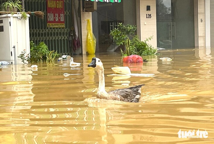 Dân Hà Nội đi xuồng ngay giữa quận trung tâm, ngỗng bơi trên phố, nước ngập quá nửa nhà - Ảnh 7.