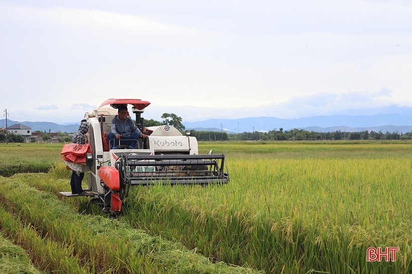 Mưa cận kề, nông dân Hà Tĩnh khẩn trương thu hoạch lúa hè thu cuối vụ