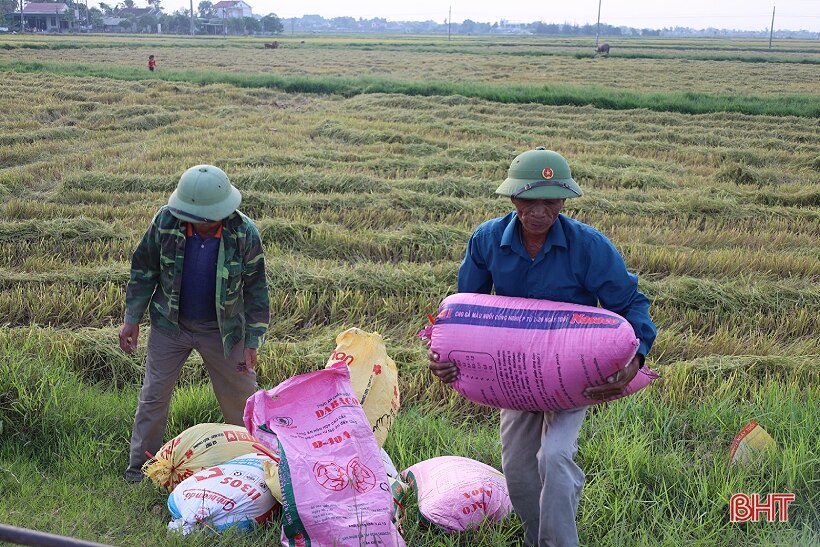 Mưa cận kề, nông dân Hà Tĩnh khẩn trương thu hoạch lúa hè thu cuối vụ