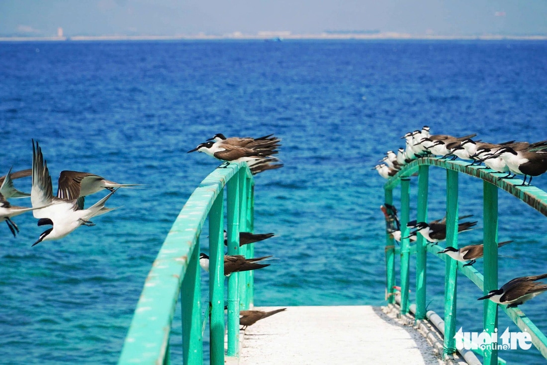 Với tập tính bay đi kiếm ăn đến tối mới về, du khách khó có thể bắt gặp loài chim yến, tuy nhiên trên đảo hằng ngày đều có những đoàn hải âu tập trung cho du khách chiêm ngưỡng