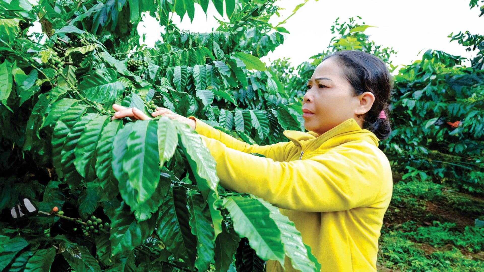 Trồng cà phê xen với các loại cây ăn trái giúp gia đình chị Ka Thúy có đầu ra
và nguồn thu ổn định