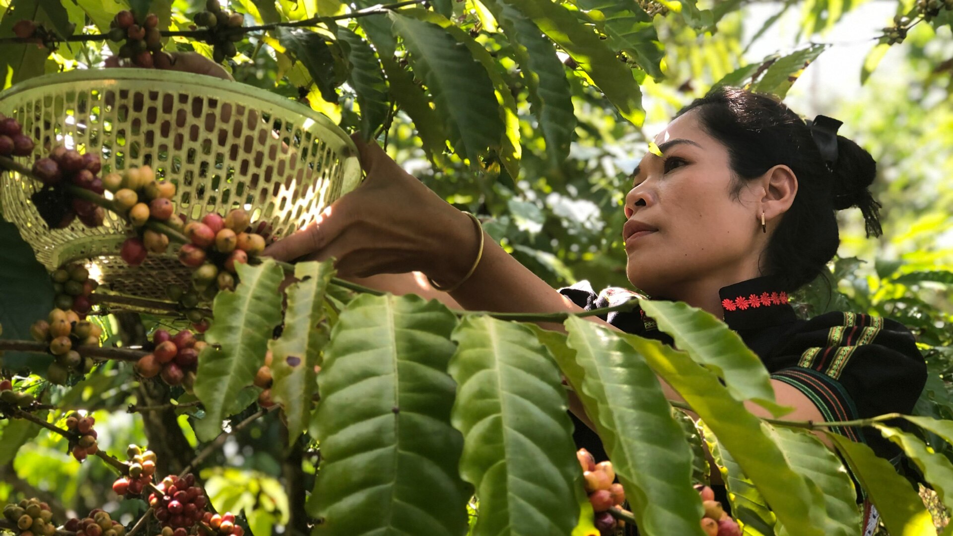 Ka Nhuỵ hái những trái cà phê Robusta chín đỏ