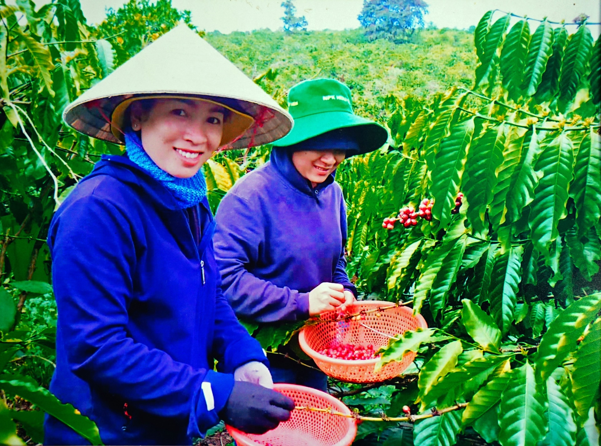 Thu hoạch cà phê sạch