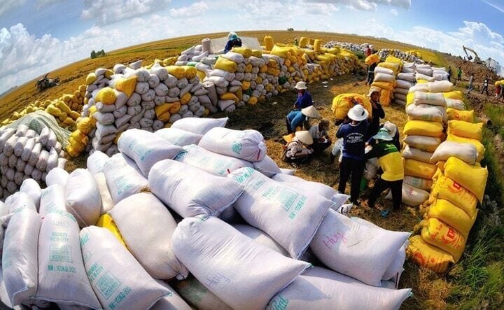 Thế giới thiếu 7 triệu tấn gạo, Việt Nam đối diện cơ hội lớn trong xuất khẩu. (Ảnh minh họa)