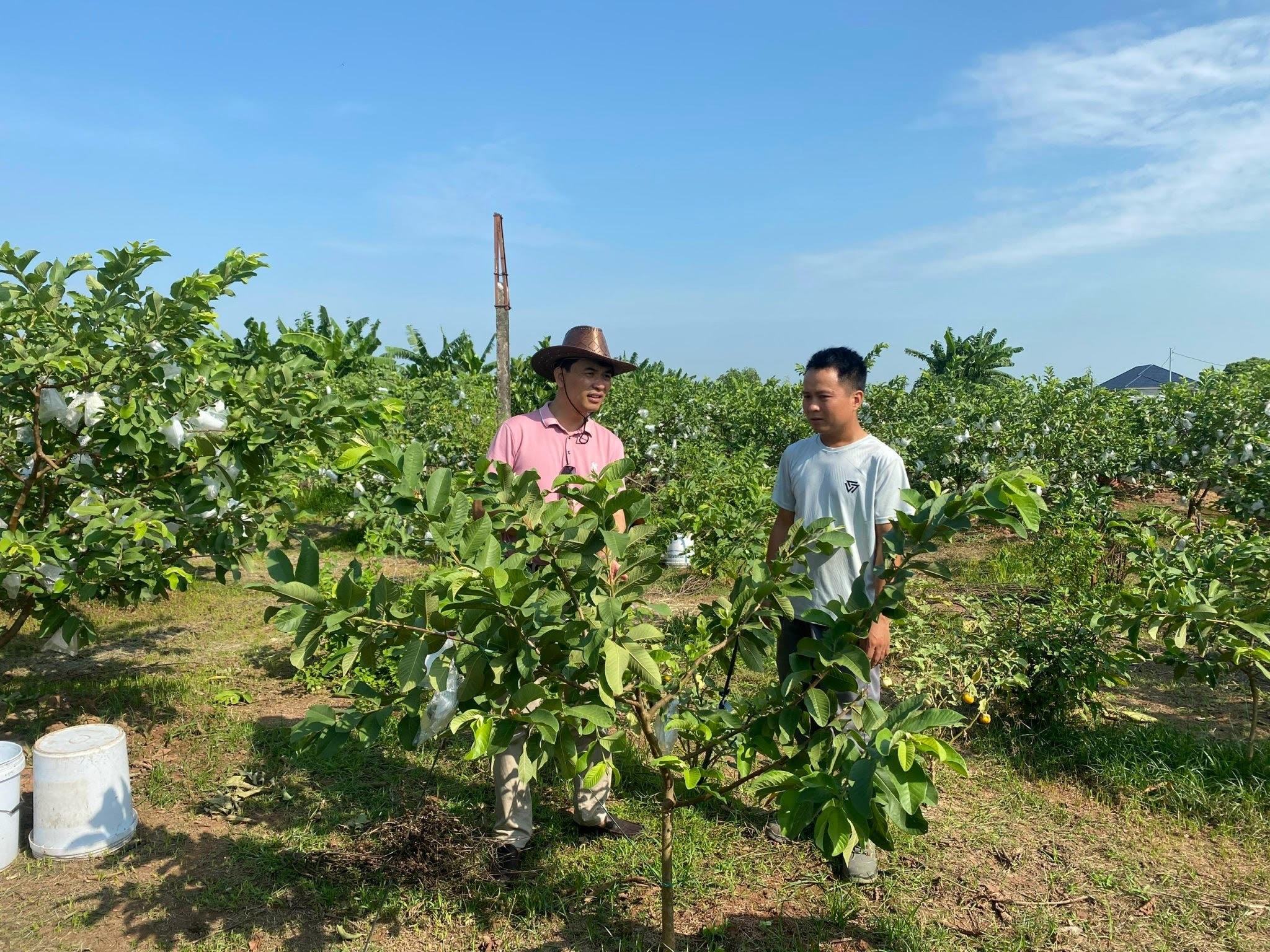 HTX sản xuất và tiêu thụ nông sản an toàn xã Khánh Thành được công nhận là HTX tiêu biểu toàn quốc năm 2024