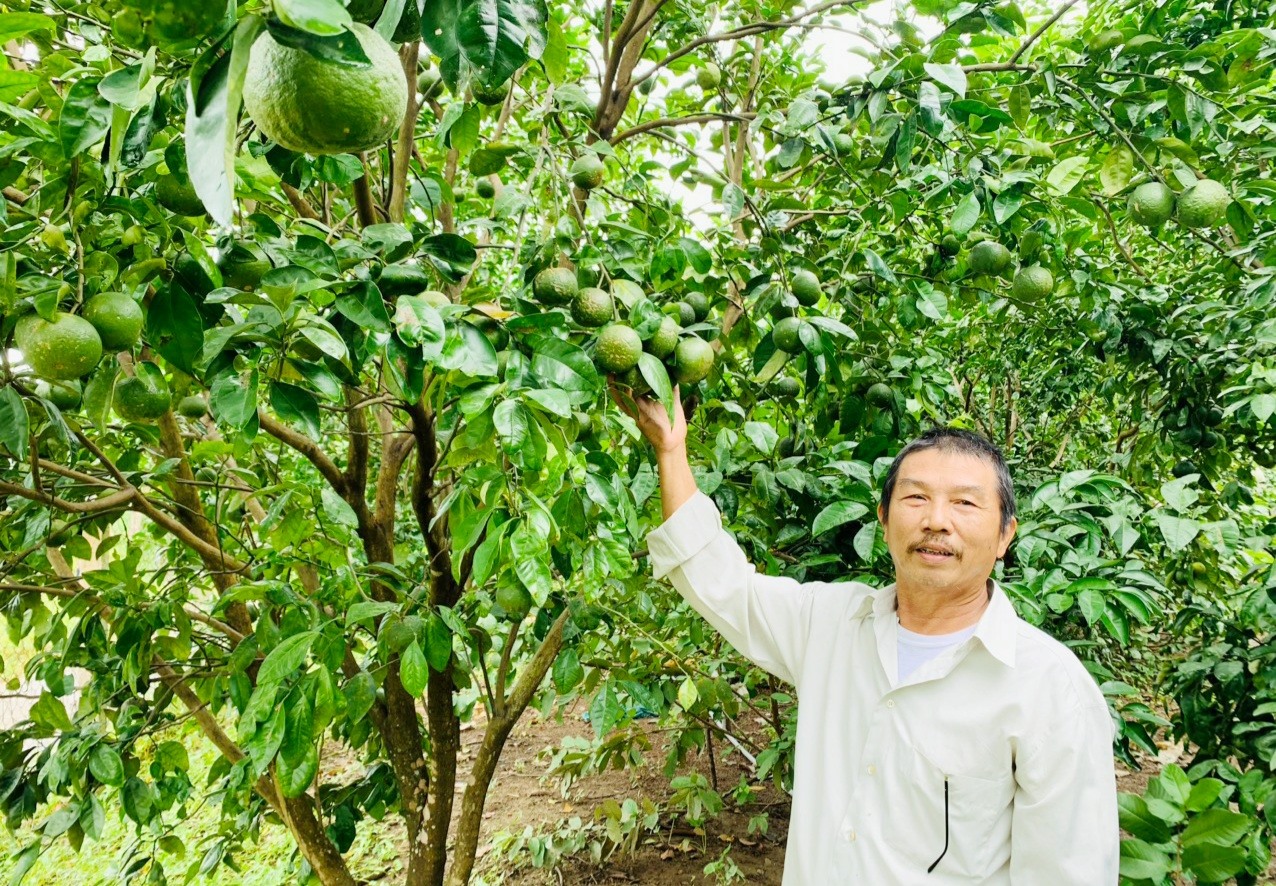 Thời gian qua, phong trào nông dân thi đua sản xuất - kinh doanh giỏi dấy lên mạnh mẽ tại nhiều địa phương của tỉnh.   Ảnh: PV