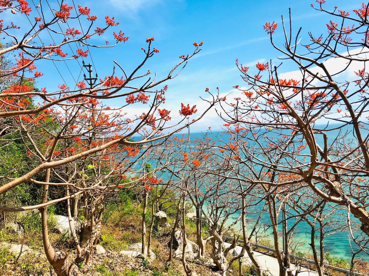 Vẻ đẹp Cù Lao Chàm (Hội An) mùa hoa ngô đồng. Ảnh: Q.T