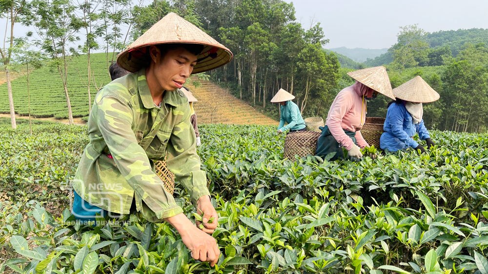 Thu hái chè sản xuất theo hướng hữu cơ của HTX Dịch vụ Nông nghiệp Phú Hội, xã Sơn Phú (Định Hoá)