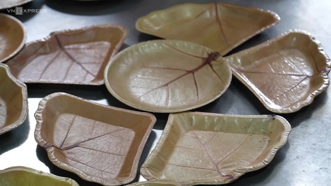Làm chén, đĩa từ lá bàng biển