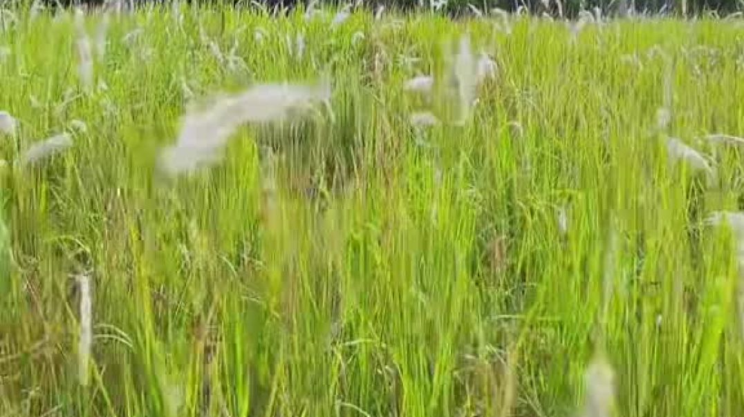 ⁣Check in cực chill với cánh đồng cỏ lau ở Hà Nội