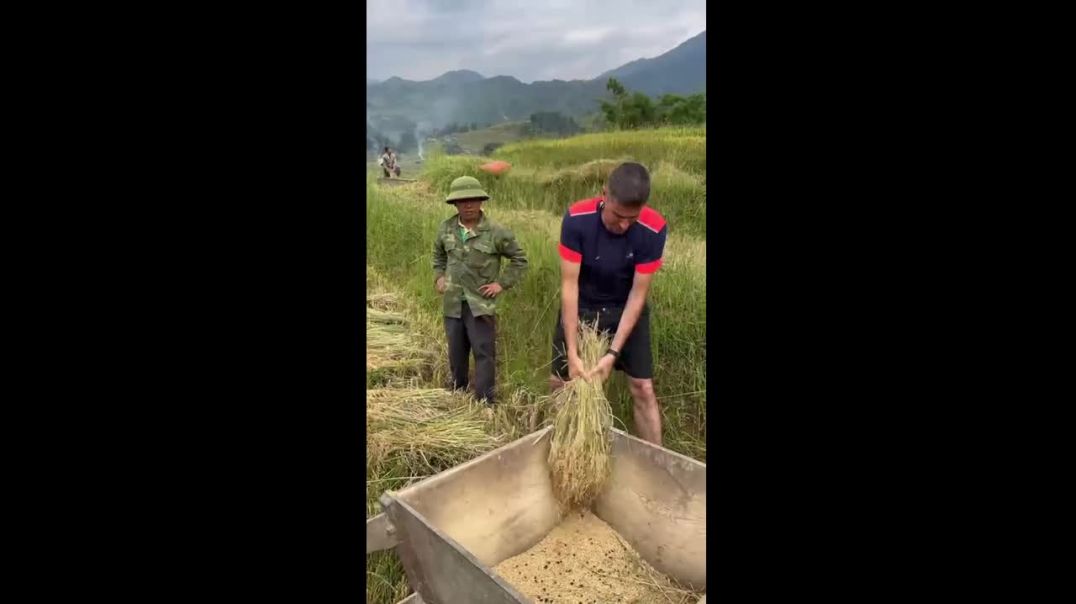 ⁣Khách Tây trải nghiệm tuốt lúa nếp theo kiểu người H'mông (Video- Nguồn Đỗ Ngọc Phúc)