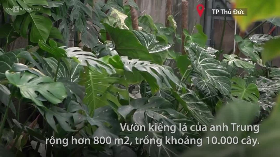 Vườn kiểng lá hơn 10.000 cây của chàng trai Sài Gòn