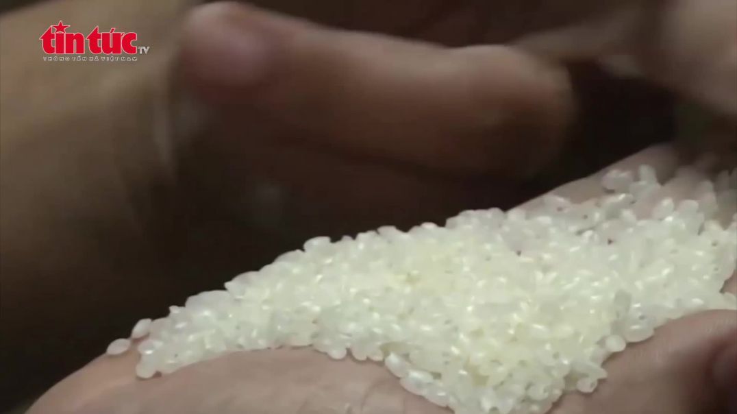 ⁣xuất khẩu gạo của Việt Nam sẽ phá sâu kỷ lục cũ về lượng, kim ngạch và giá - Chuyên trang Video - Bá