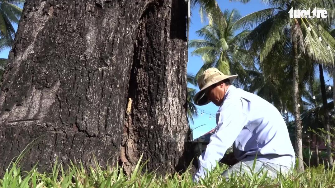 ⁣Cận cảnh 'cụ' xoài rừng hơn 300 tuổi ở Phú Quốc