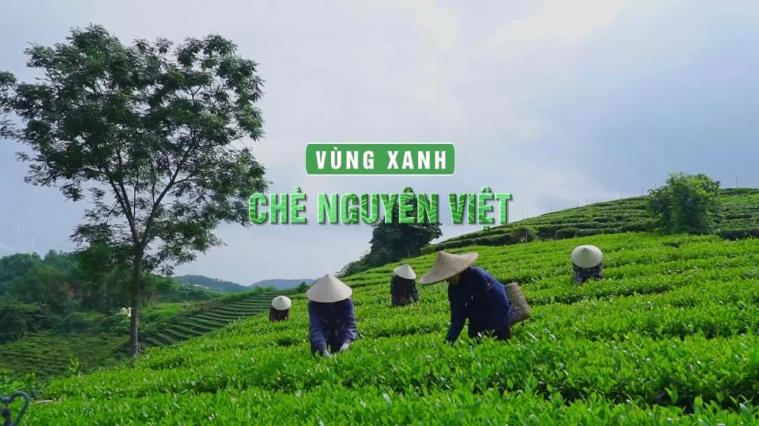 ⁣Vùng xanh chè Nguyên Việt