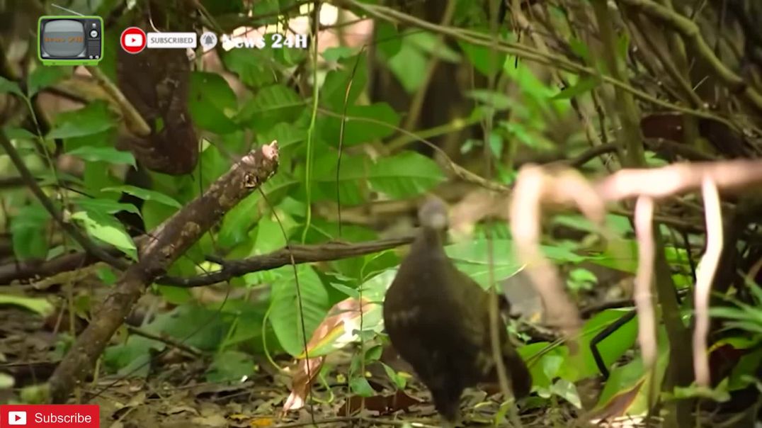 ⁣Loài gà tuyệt đẹp có 4 cựa sống trong rừng Việt Nam