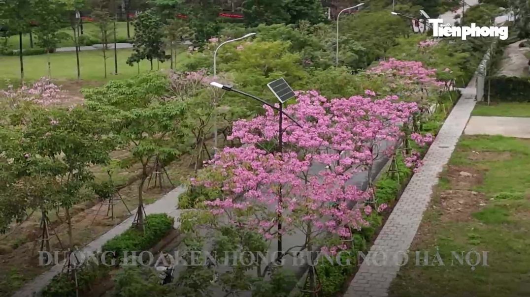 ⁣Mê hoặc với con đường hoa kèn hồng đang bung nở ở Hà Nội