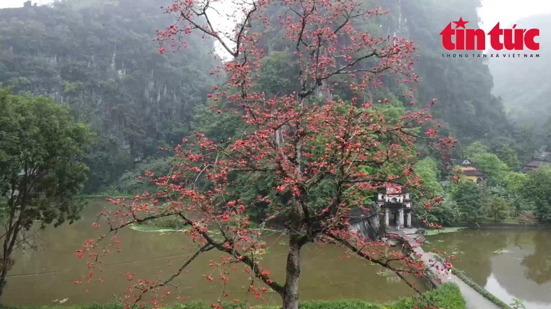 ⁣Hoa Mộc Miên rực đỏ bên ngôi chùa gần 600 tuổi ở Ninh Bình