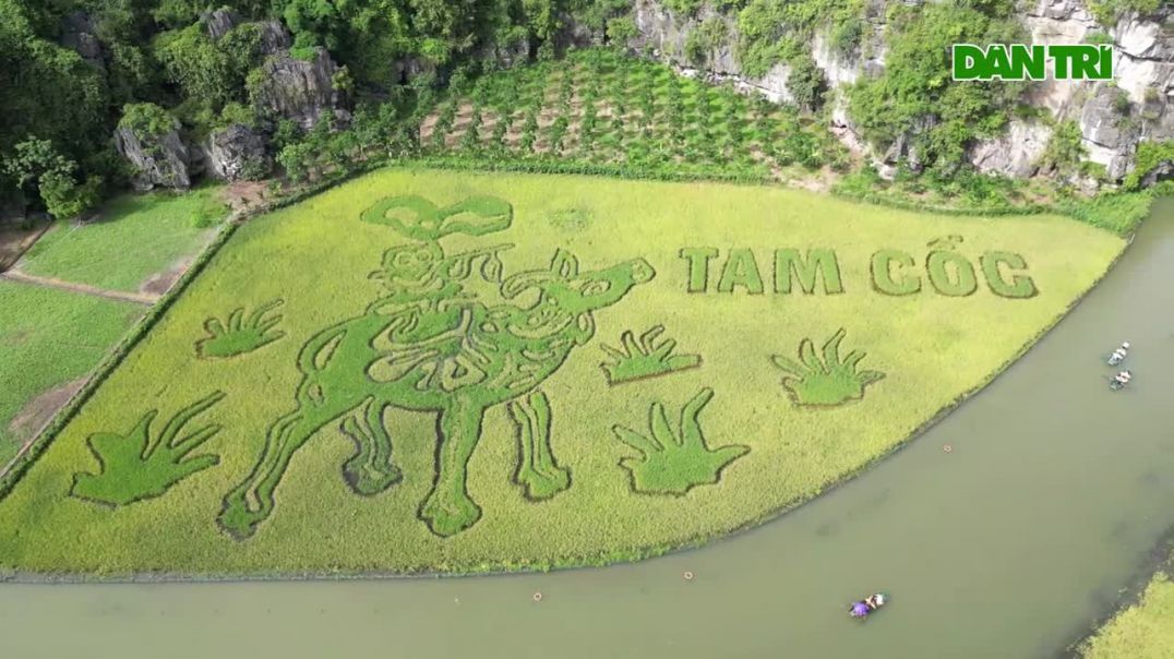 ⁣Bức tranh 'Mục đồng thổi sáo' khổng lồ trên cánh đồng lúa đẹp nhất Việt Nam